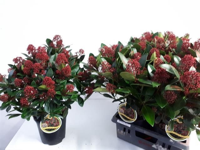 <h4>SKIM J RUBELLA</h4>