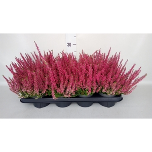 Calluna vulg. 'Garden G Martina'