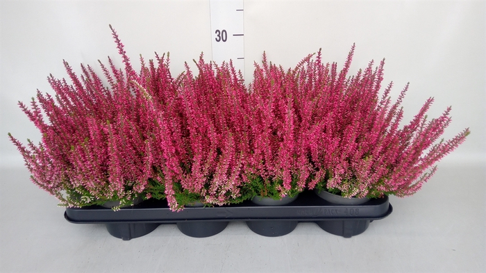 Calluna vulg. 'Garden G Martina'