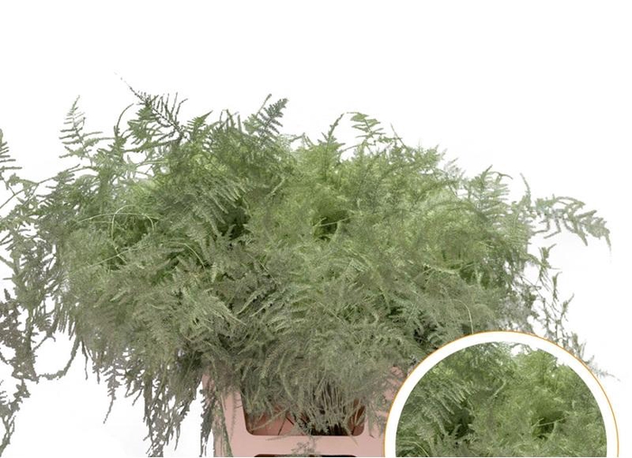 <h4>Asparagus Ex Veren Mint Groen x50</h4>