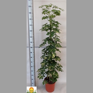 SCHEF AR GOLD CAPELL