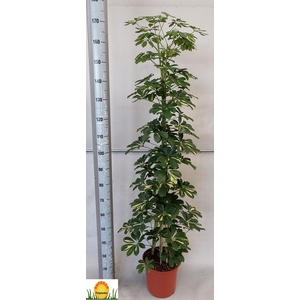 SCHEF AR GOLD CAPELL