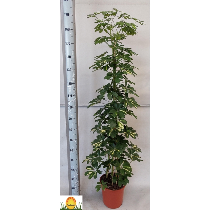 <h4>SCHEF AR GOLD CAPELL</h4>