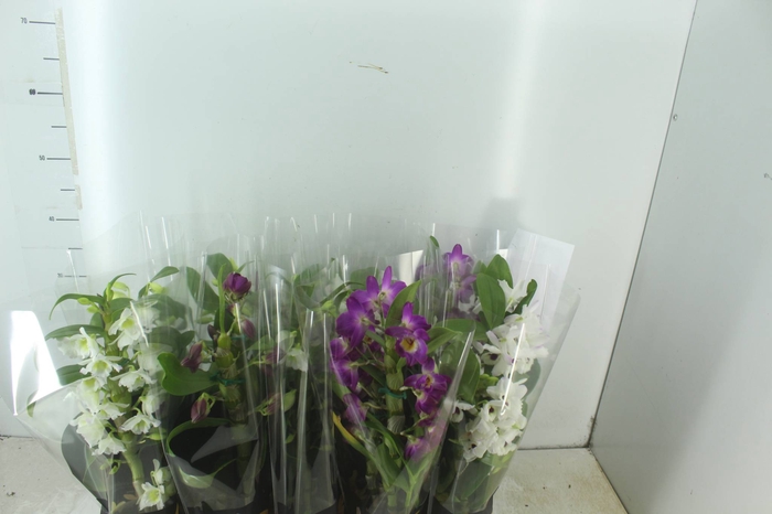 <h4>DENDROBIUM P12 PREMIUM</h4>