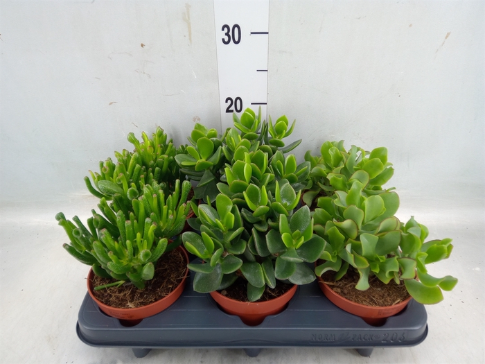 <h4>Crassula   ...mix</h4>