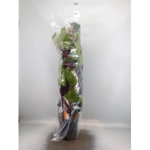 Philodendron  'Red Emerald'