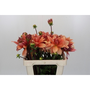 Dahlia Babylon Bronze