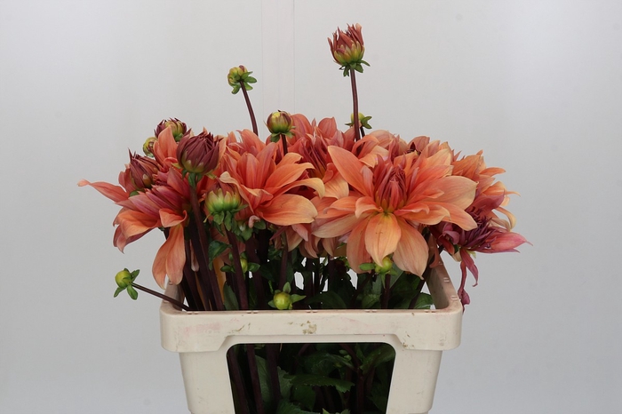 <h4>Dahlia Babylon Bronze</h4>