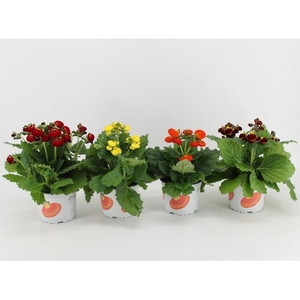 Calceolaria Calynopsis gemengd