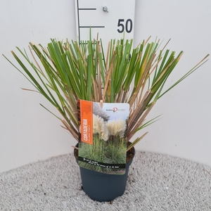 Cortaderia Sel. Pumila P19