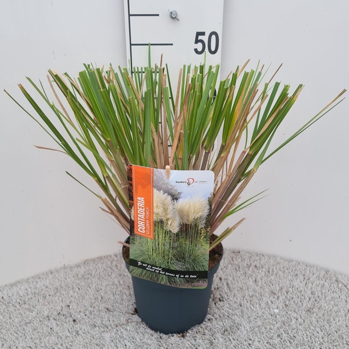 <h4>Cortaderia Sel. Pumila P19</h4>