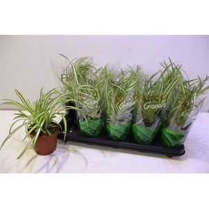 arr8 Chlor Com Atlantic