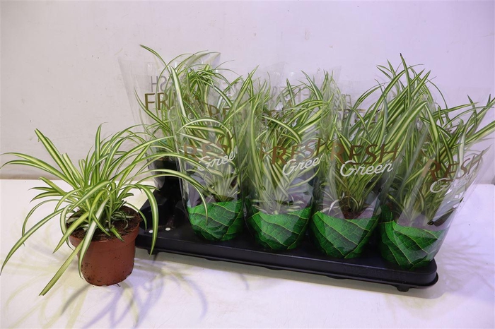 <h4>Chlor Com Atlantic</h4>