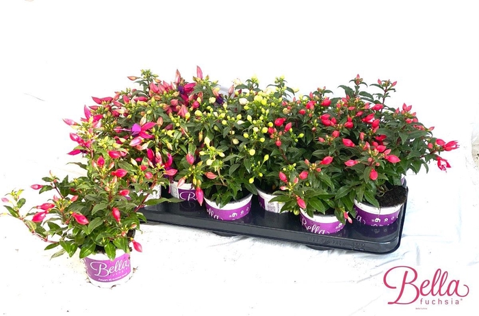 <h4>FUCHSIA B F GEM</h4>