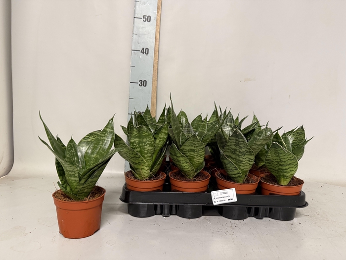 <h4>SANSEV HAHNII</h4>