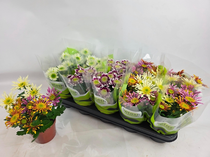 <h4>CHRYS SPLASH GEM</h4>