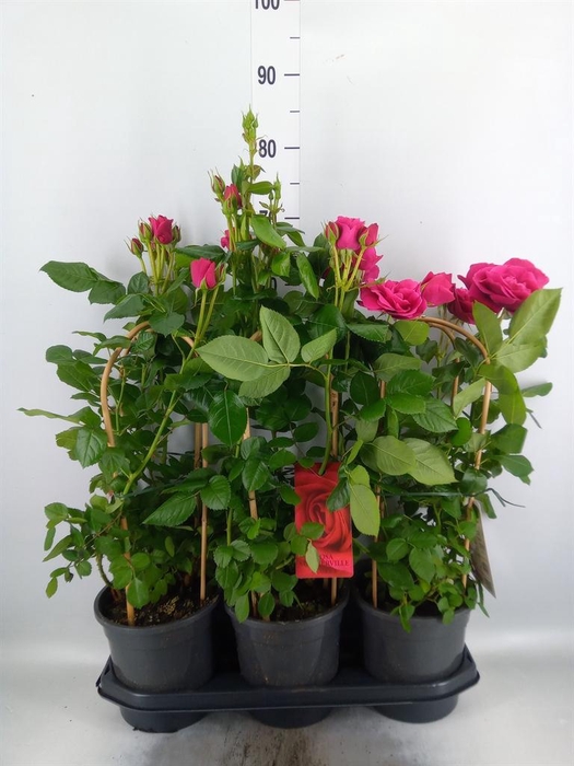 <h4>Rosa   ...</h4>