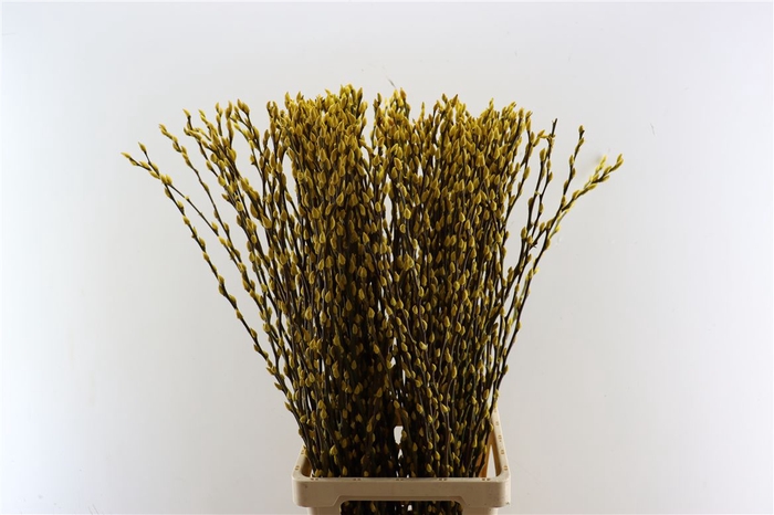 <h4>Salix Wilgenkatjes Yellow 90cm P Stem</h4>