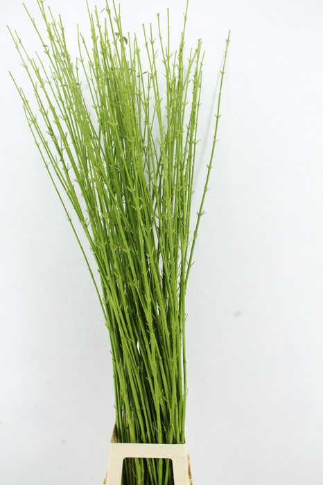 <h4>CORNUS S FLAVIRAMEA</h4>