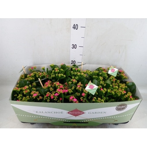Kalanchoe blos. 'Favor Bella Rosa'