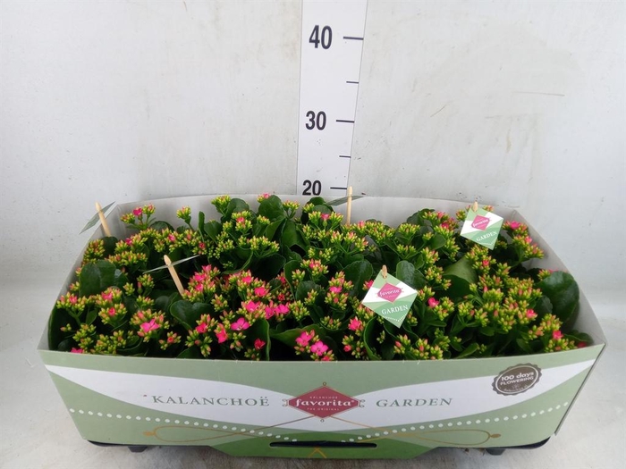 <h4>Kalanchoe blos. 'Favor Bella Rosa'</h4>