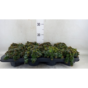 Sedum makinoi 'Tornado'