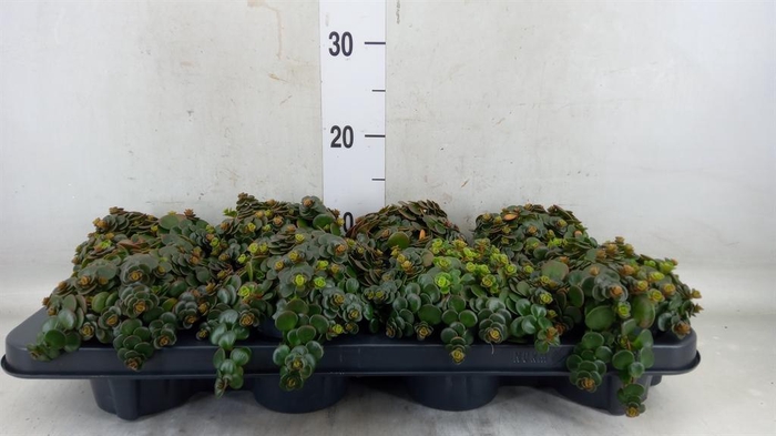 <h4>Sedum makinoi 'Tornado'</h4>