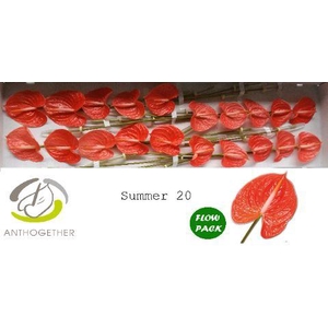 Anthurium Summer