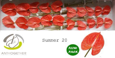 <h4>ANTH A SUMMER 20 Flow Pack</h4>