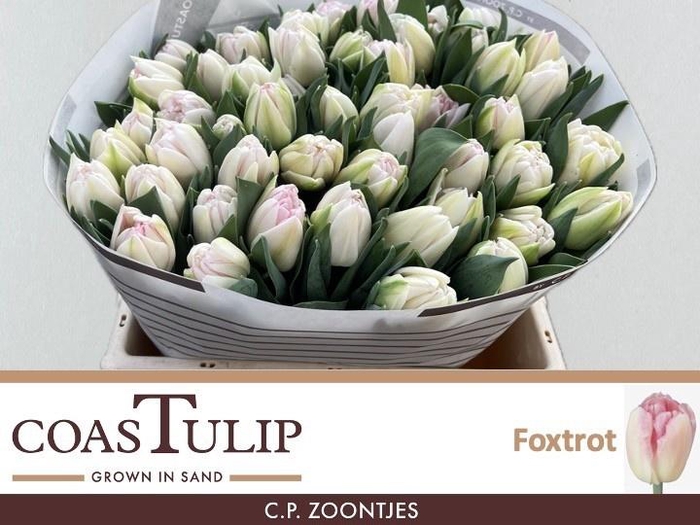 <h4>TU DU FOXTROT</h4>