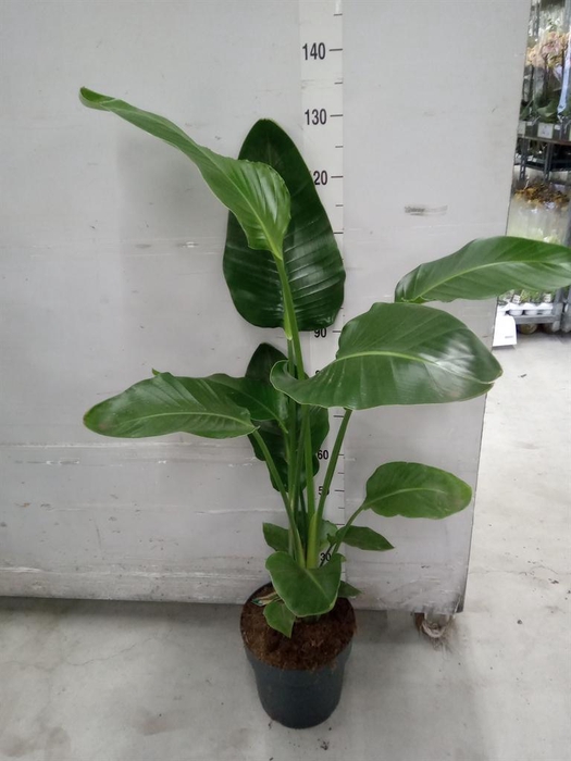 <h4>Strelitzia nicolai</h4>
