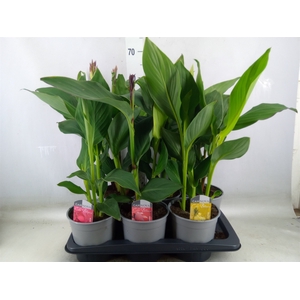 Canna  'Cannova'   ...mix