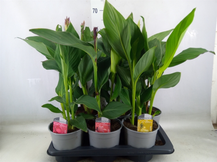 <h4>Canna  'Cannova'   ...mix</h4>