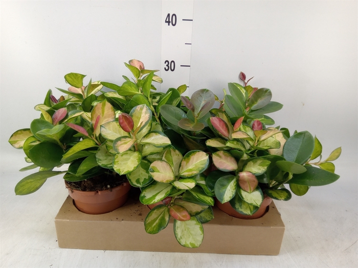 <h4>Hoya australis 'Lisa'</h4>