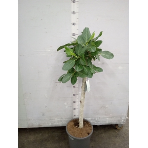 Ficus benghalensis 'Audrey'