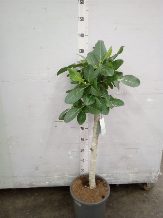 <h4>Ficus benghalensis 'Audrey'</h4>