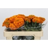 Tagetes Marigold Promise Orange