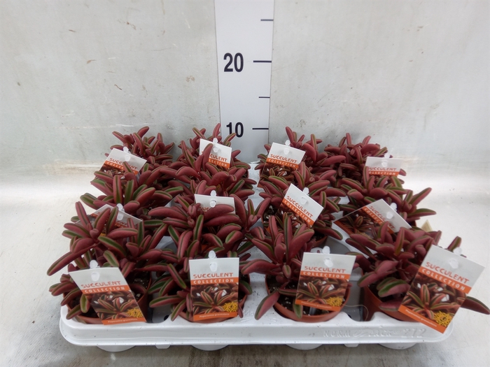 <h4>Peperomia graveolens</h4>