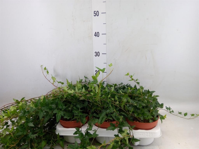 <h4>Hedera helix 'Shamrock'</h4>