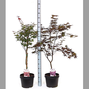 ACER OV