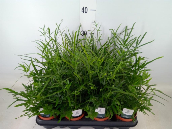 <h4>Pteris ensiformis</h4>