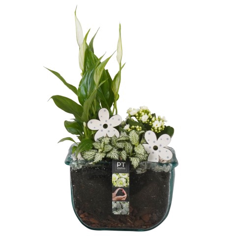 <h4>PTIG6827 Arrangementen kamerplanten</h4>