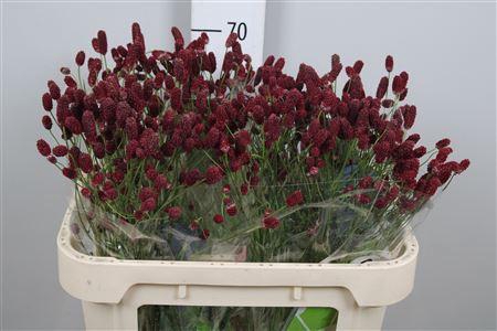 <h4>Sang Of Red Dream</h4>