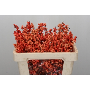 Ilex Oudijk's Orange