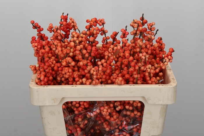 <h4>Ilex Oudijk's Orange</h4>