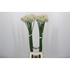 Allium Mount Everest