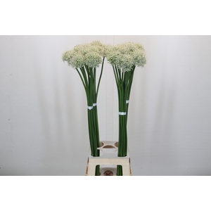 Allium Mount Everest