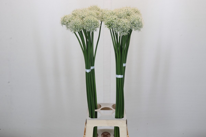 <h4>Allium Mount Everest</h4>