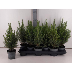 PICEA GL MAGNIFIQUE P10