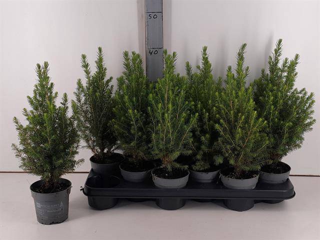 <h4>PICEA GL MAGNIFIQUE P10</h4>